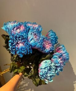 Bubblegum Chrysanthemum
