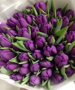 Purple mondial