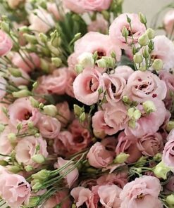 Pink Lisianthus