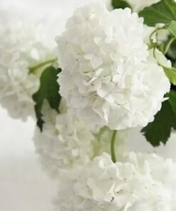 White Hydrangea